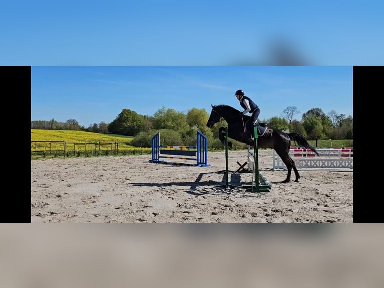 KWPN Wallach 11 Jahre 168 cm Schwarzbrauner in Konikowo