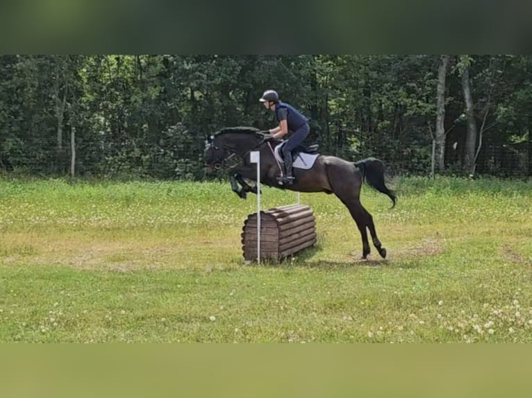 KWPN Wallach 11 Jahre 168 cm Schwarzbrauner in Konikowo