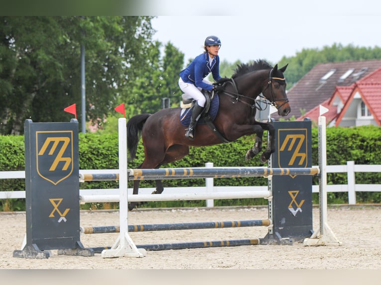 KWPN Wallach 11 Jahre 168 cm Schwarzbrauner in Konikowo