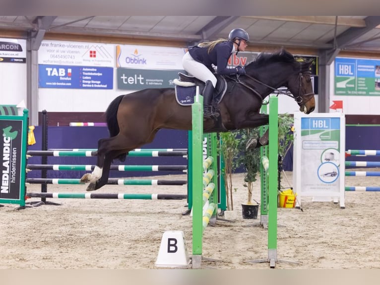 KWPN Wallach 11 Jahre 169 cm Dunkelbrauner in RenswoudeRenswoude