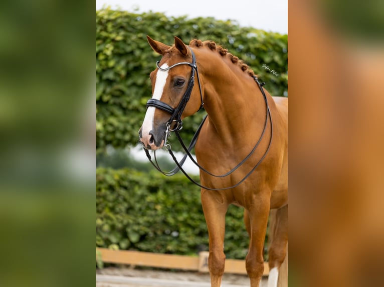 KWPN Wallach 11 Jahre 169 cm Fuchs in Goch