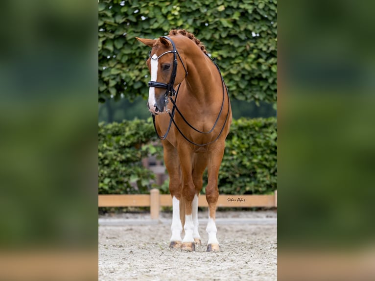 KWPN Wallach 11 Jahre 169 cm Fuchs in Goch