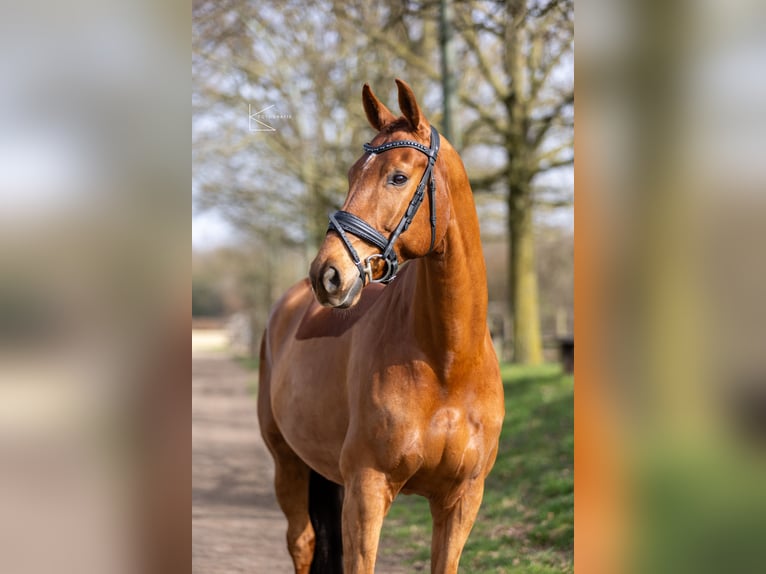 KWPN Wallach 11 Jahre 169 cm Fuchs in Meerbusch
