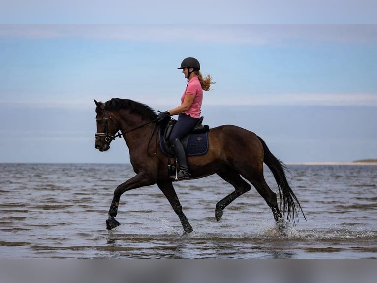 KWPN Wallach 11 Jahre 169 cm Rotbrauner in Mol