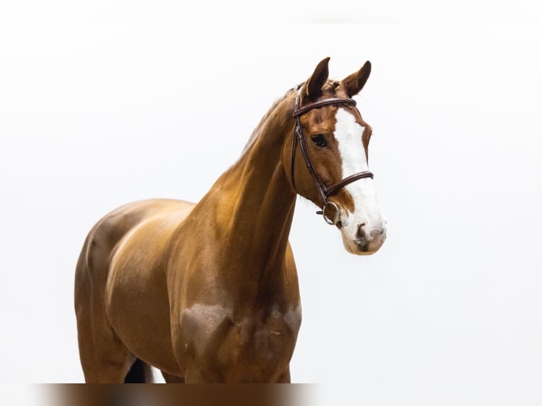 KWPN Wallach 11 Jahre 169 cm  in GROTE-BROGEL