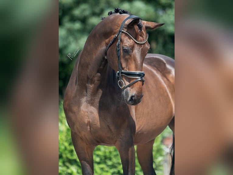 KWPN Wallach 11 Jahre 170 cm Brauner in Weert