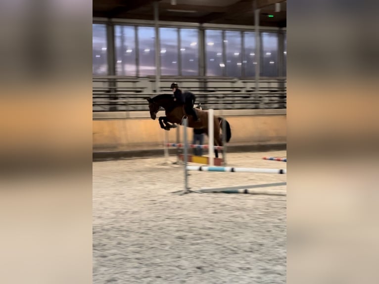 KWPN Wallach 11 Jahre 170 cm Brauner in Freudenberg