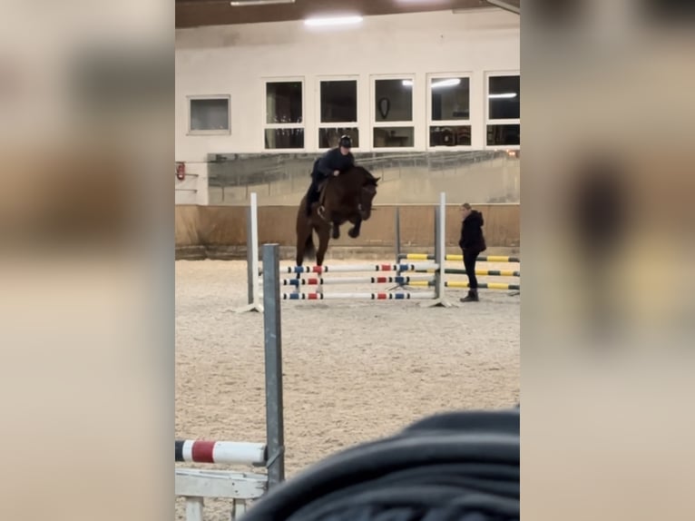 KWPN Wallach 11 Jahre 170 cm Brauner in Freudenberg