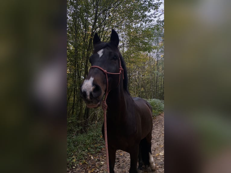 KWPN Wallach 11 Jahre 170 cm Brauner in G&#xFC;nzburg