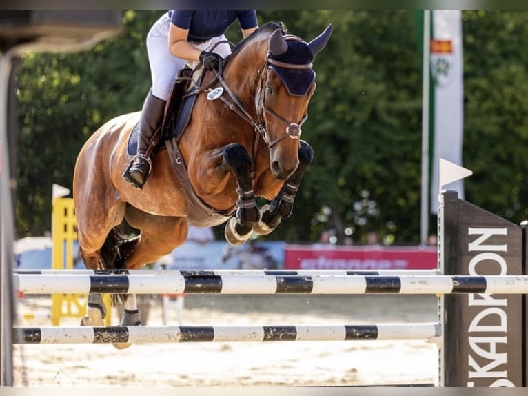 KWPN Wallach 11 Jahre 170 cm Brauner in Lemgo