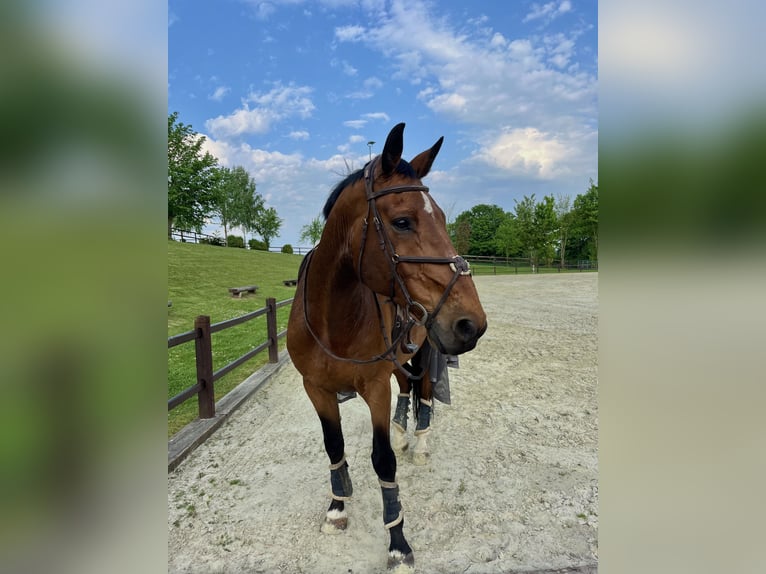 KWPN Wallach 11 Jahre 170 cm Brauner in Lemgo