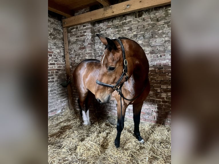 KWPN Wallach 11 Jahre 170 cm Brauner in Lemgo