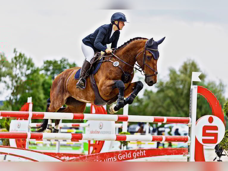 KWPN Wallach 11 Jahre 170 cm Brauner in Lemgo