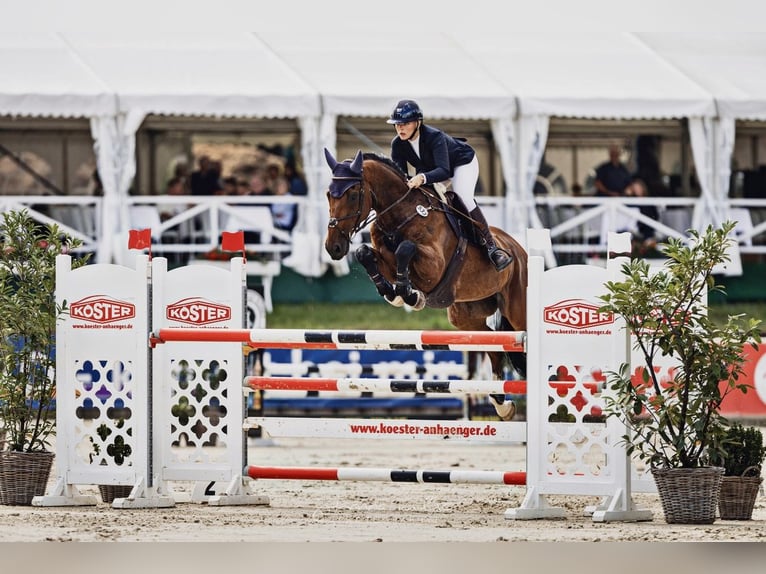 KWPN Wallach 11 Jahre 170 cm Brauner in Lemgo