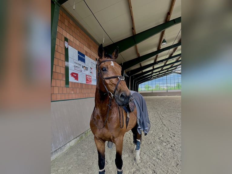 KWPN Wallach 11 Jahre 170 cm Brauner in Lemgo