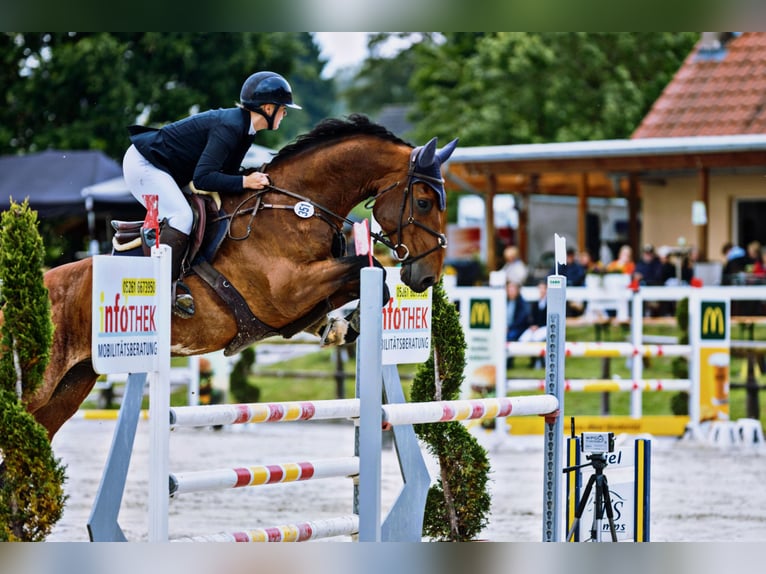 KWPN Wallach 11 Jahre 170 cm Brauner in Lemgo