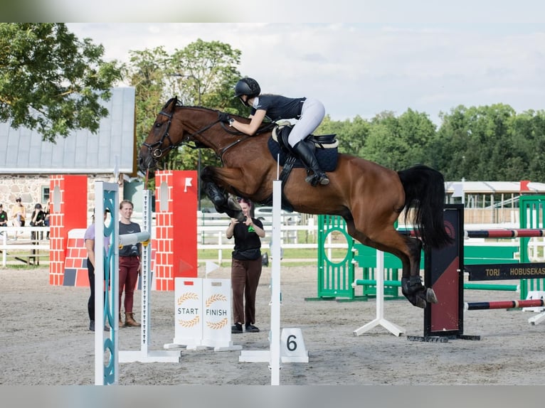 KWPN Wallach 11 Jahre 170 cm Rotbrauner in tallinn