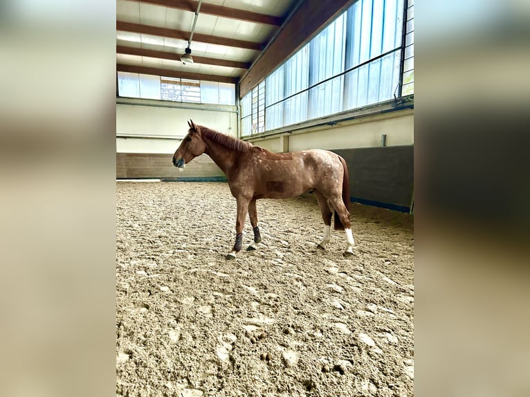 KWPN Wallach 11 Jahre 170 cm  in Sedriano