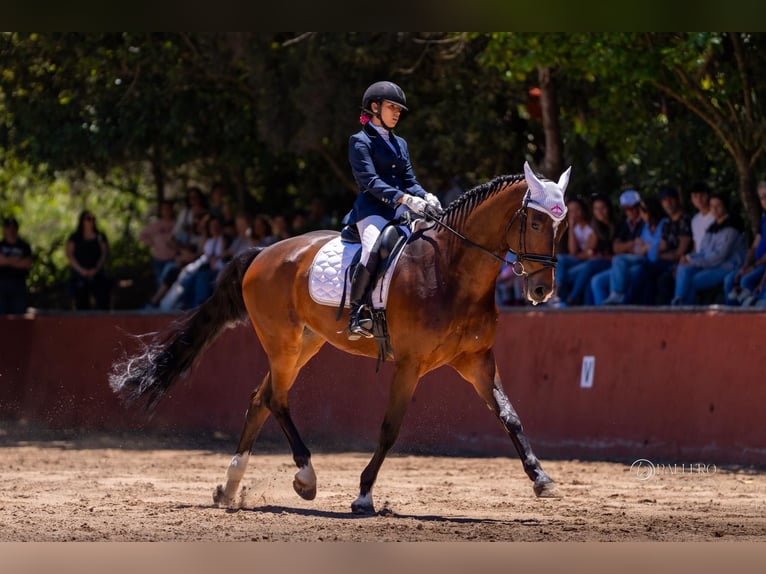 KWPN Wallach 11 Jahre 171 cm Dunkelbrauner in Santa Cruz De Tenerife