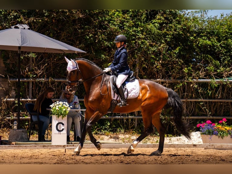 KWPN Wallach 11 Jahre 171 cm Dunkelbrauner in Santa Cruz De Tenerife