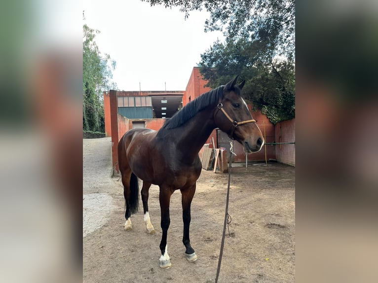 KWPN Wallach 11 Jahre 171 cm Dunkelbrauner in Santa Cruz De Tenerife