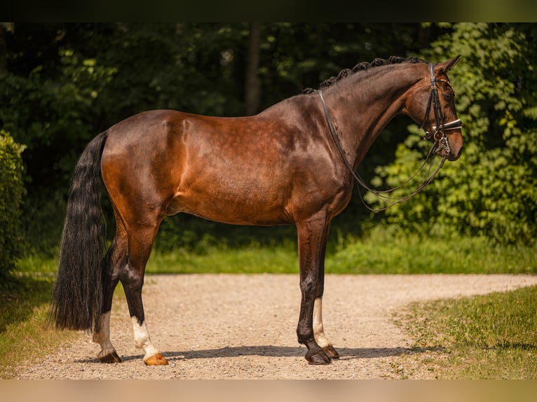KWPN Wallach 11 Jahre 171 cm Schwarzbrauner in Wehringen