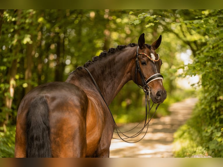 KWPN Wallach 11 Jahre 171 cm Schwarzbrauner in Wehringen