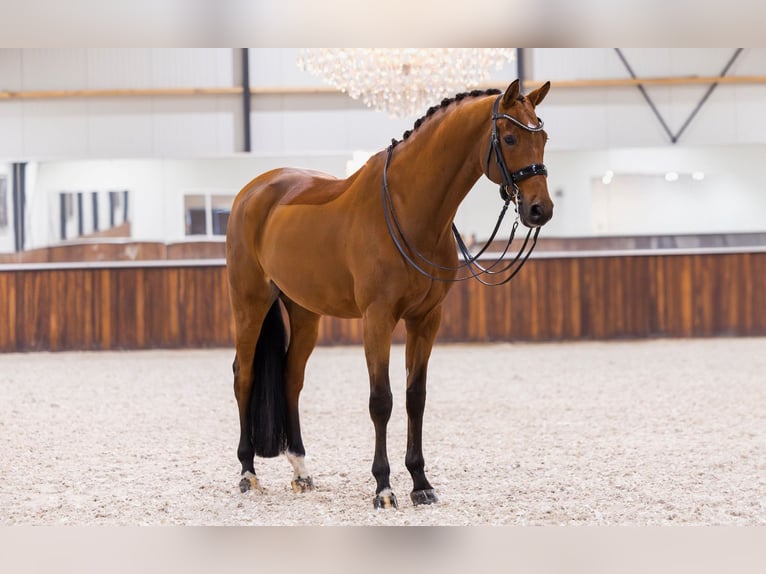 KWPN Wallach 11 Jahre 172 cm Brauner in Kwadijk