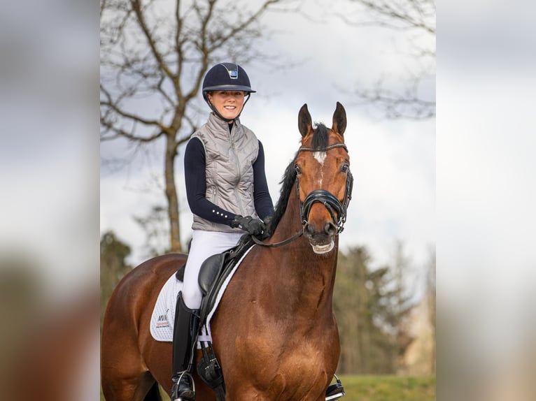 KWPN Wallach 11 Jahre 172 cm Brauner in Marum