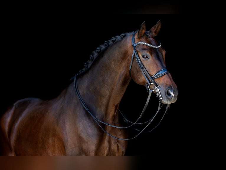 KWPN Wallach 11 Jahre 172 cm Dunkelbrauner in Kwadijk