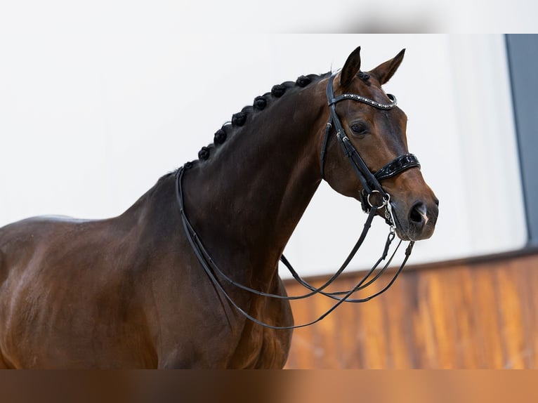 KWPN Wallach 11 Jahre 172 cm Dunkelbrauner in Kwadijk