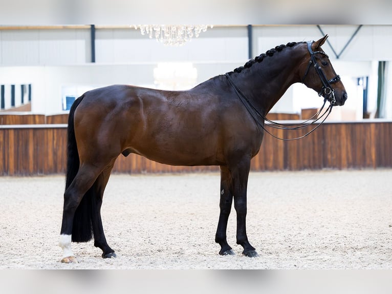 KWPN Wallach 11 Jahre 172 cm Dunkelbrauner in Kwadijk