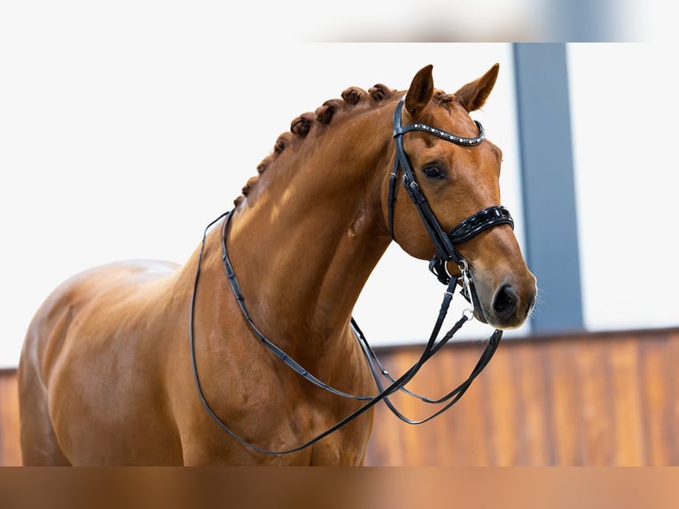 KWPN Wallach 11 Jahre 172 cm Fuchs in Kwadijk