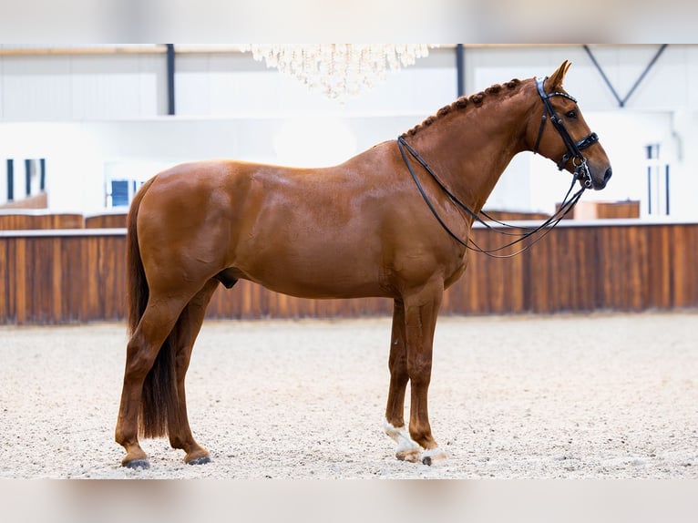 KWPN Wallach 11 Jahre 172 cm Fuchs in Kwadijk