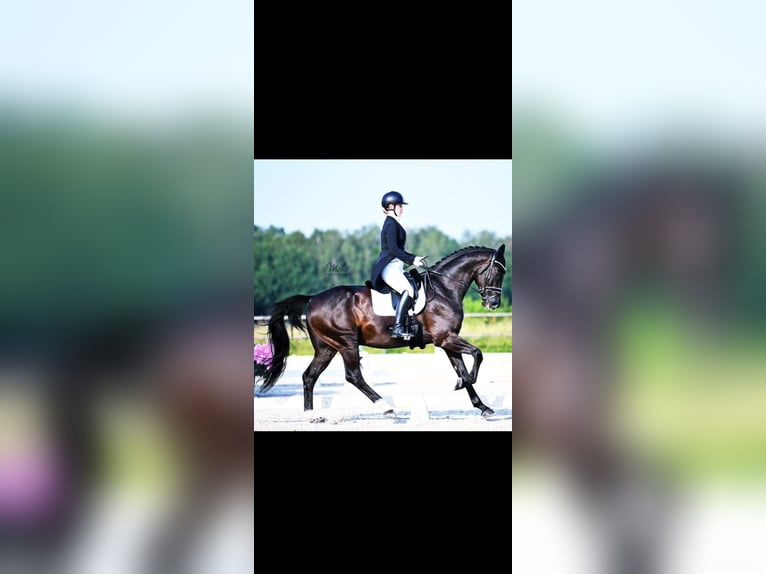KWPN Wallach 11 Jahre 172 cm Rappe in Vechta