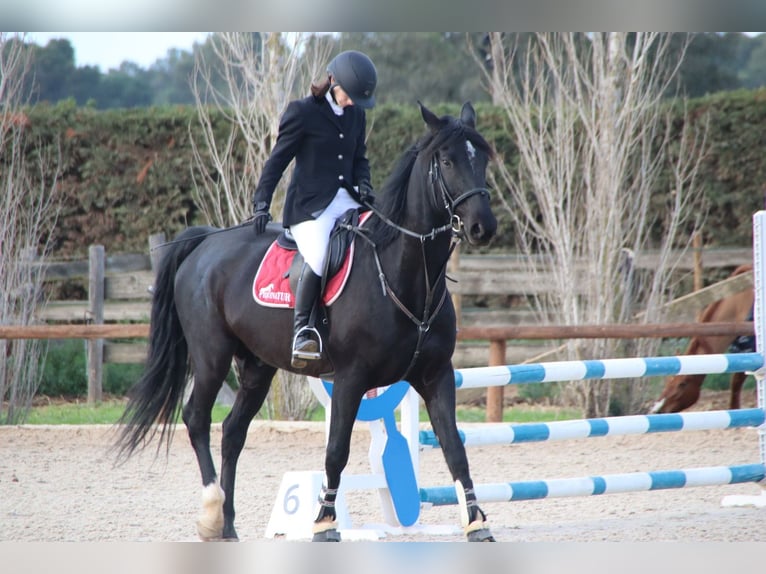 KWPN Wallach 11 Jahre 172 cm Rappe in Seriny&#xE0;