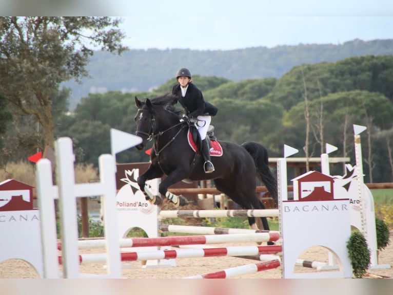 KWPN Wallach 11 Jahre 172 cm Rappe in Seriny&#xE0;