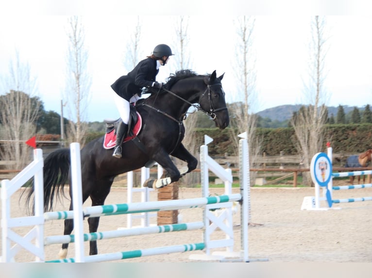 KWPN Wallach 11 Jahre 172 cm Rappe in Seriny&#xE0;