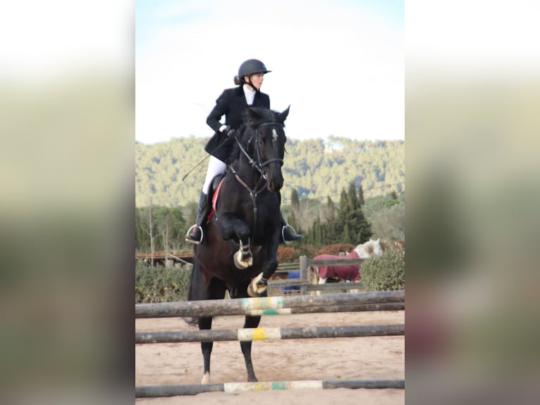 KWPN Wallach 11 Jahre 172 cm Rappe in Seriny&#xE0;