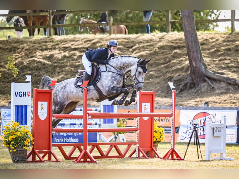 KWPN Wallach 11 Jahre 172 cm Schimmel in Bramsche