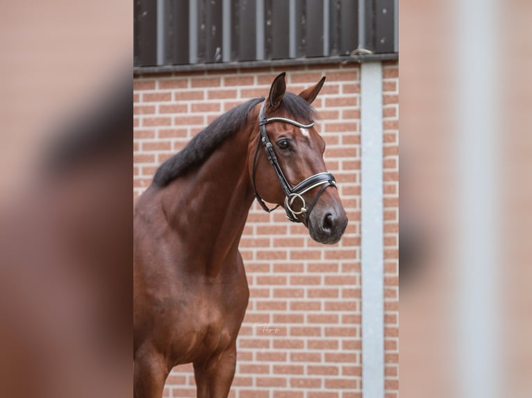 KWPN Wallach 11 Jahre 173 cm Brauner in Emsbüren