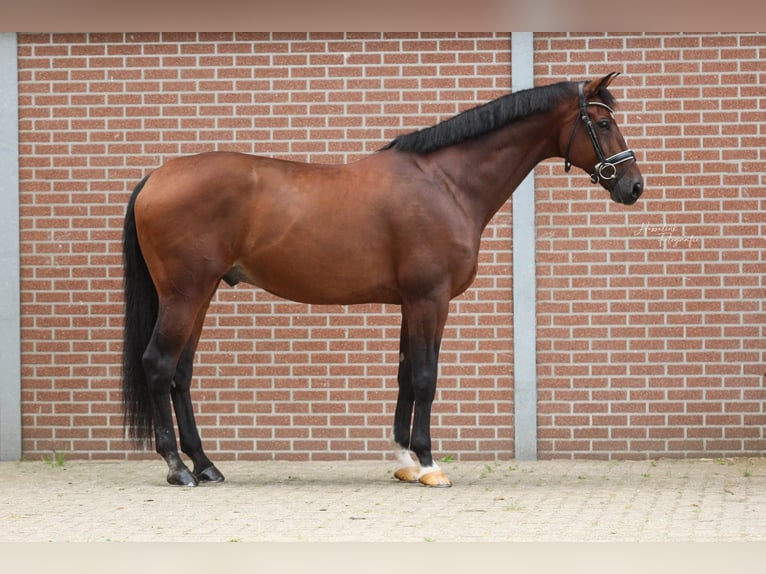 KWPN Wallach 11 Jahre 173 cm Brauner in Emsbüren