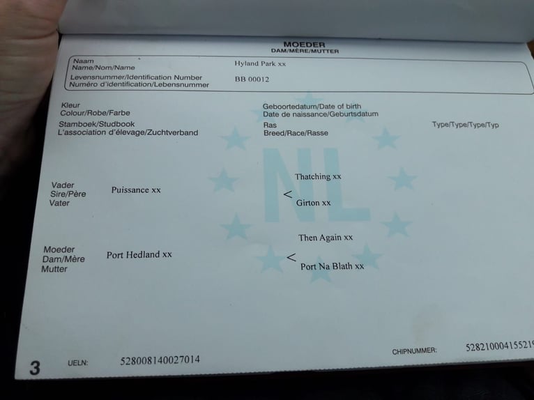 KWPN Wallach 11 Jahre 174 cm Brauner in Lüdinghausen