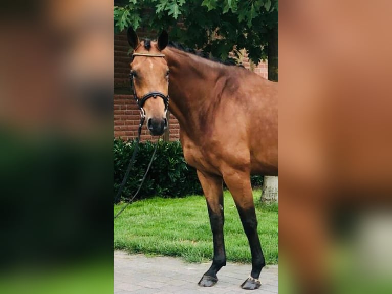 KWPN Wallach 11 Jahre 174 cm Brauner in Lüdinghausen