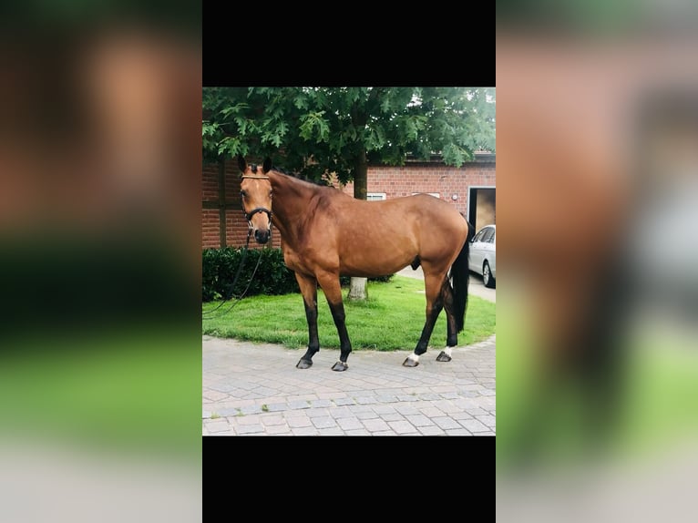 KWPN Wallach 11 Jahre 174 cm Brauner in Lüdinghausen