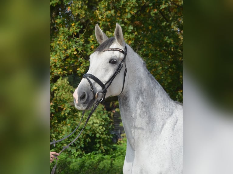 KWPN Wallach 11 Jahre 175 cm Apfelschimmel in Greven
