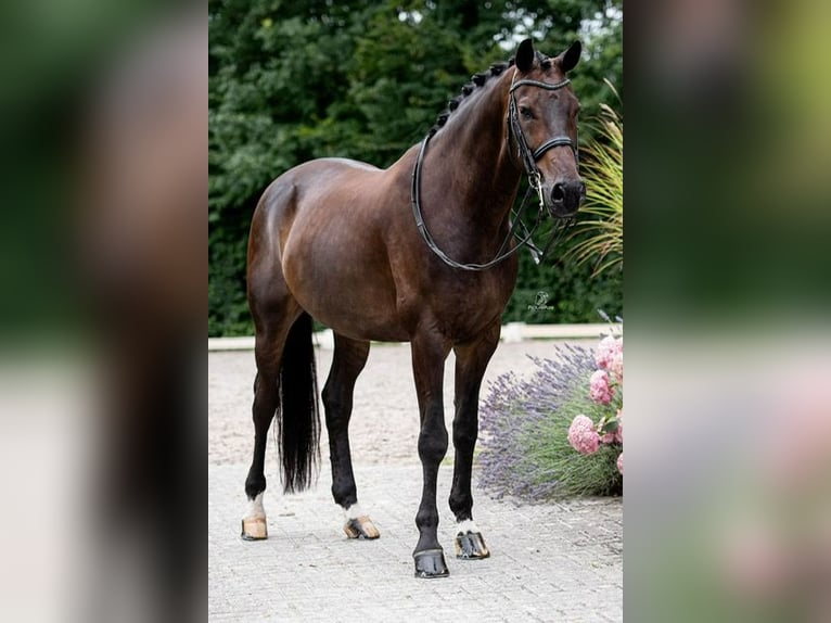 KWPN Wallach 11 Jahre 175 cm Brauner in Rheinfelden