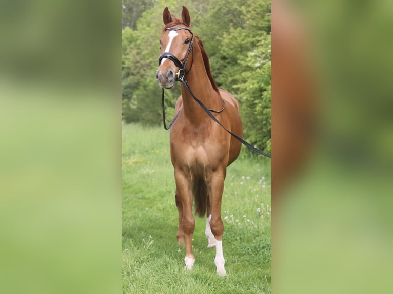 KWPN Wallach 11 Jahre 175 cm Fuchs in Anna Paulowna