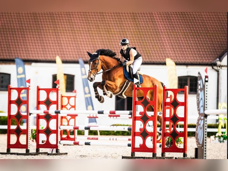 KWPN Wallach 11 Jahre 177 cm Rotbrauner in Kale&#x144;-towarzystwo, Warsaw