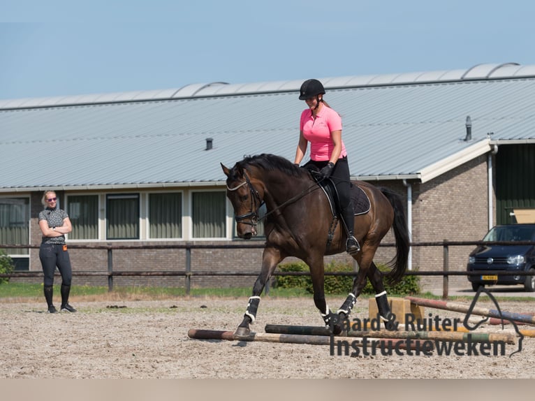 KWPN Wallach 11 Jahre 178 cm Dunkelbrauner in Zevenhoven